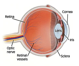 Vitrectomy Surgery Retina Specialists Eye Surgery Retina